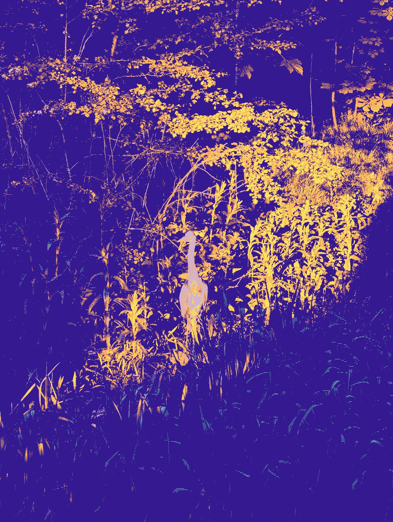 heron in a creek - dithered